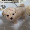 maltipoo-for-sale-toronto