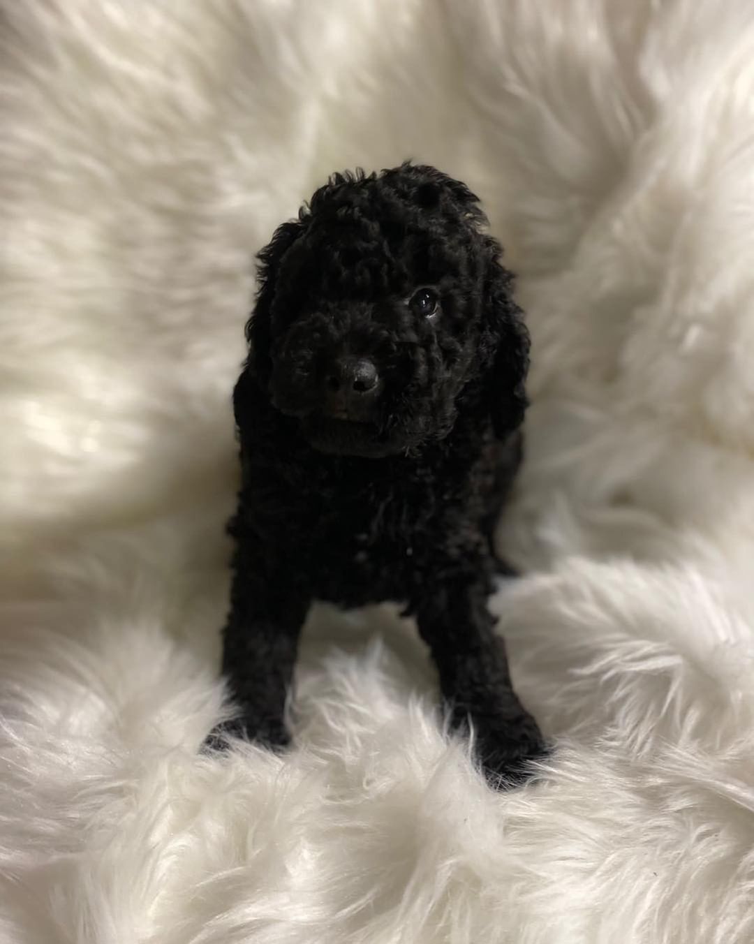 black-teacup-maltipoo-for-sale
