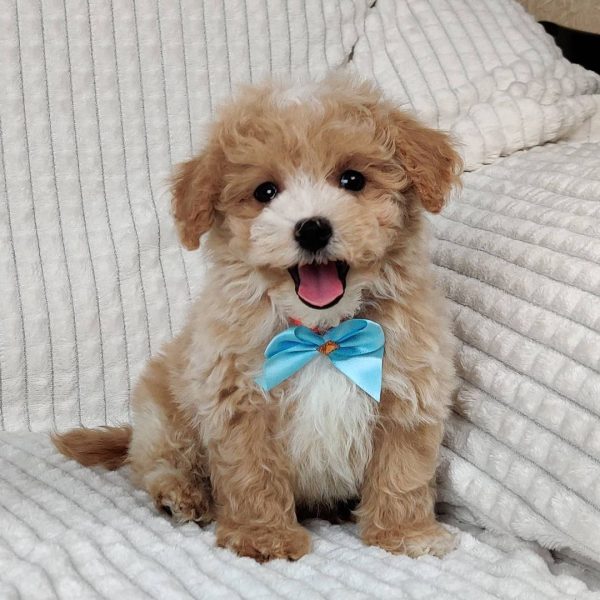 maltipoo-adoptions