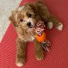 maltipoo-for-adoption