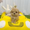 teacup-maltipoo-for-sale-near-me