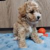 Toy Maltipoo Puppies For Sale Los Angeles