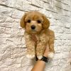 maltipoos-for-adoption