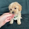maltipoo-for-sale-melbourne