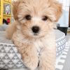 maltipoo-puppies-for-adoption-near-me