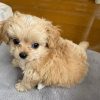 teacup-maltipoo-dog-for-sale