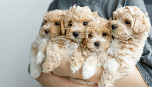 registered-maltipoo-breeders