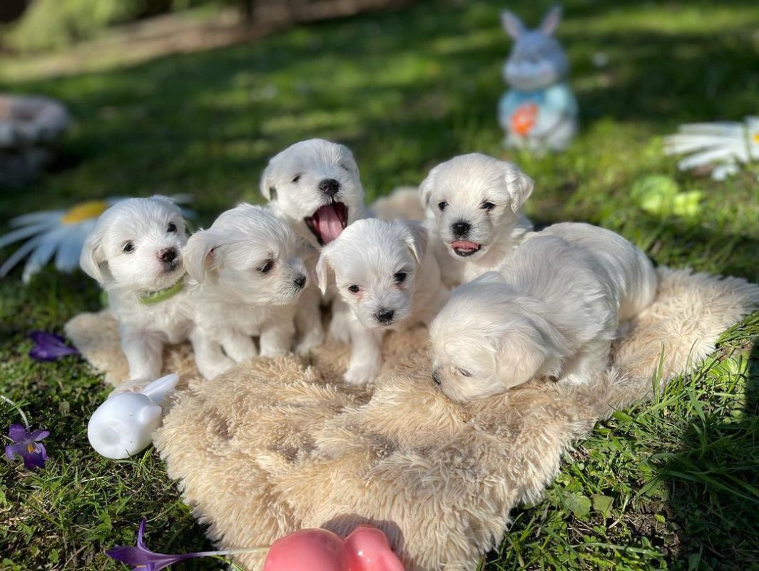 maltipoo-breeders-colorado