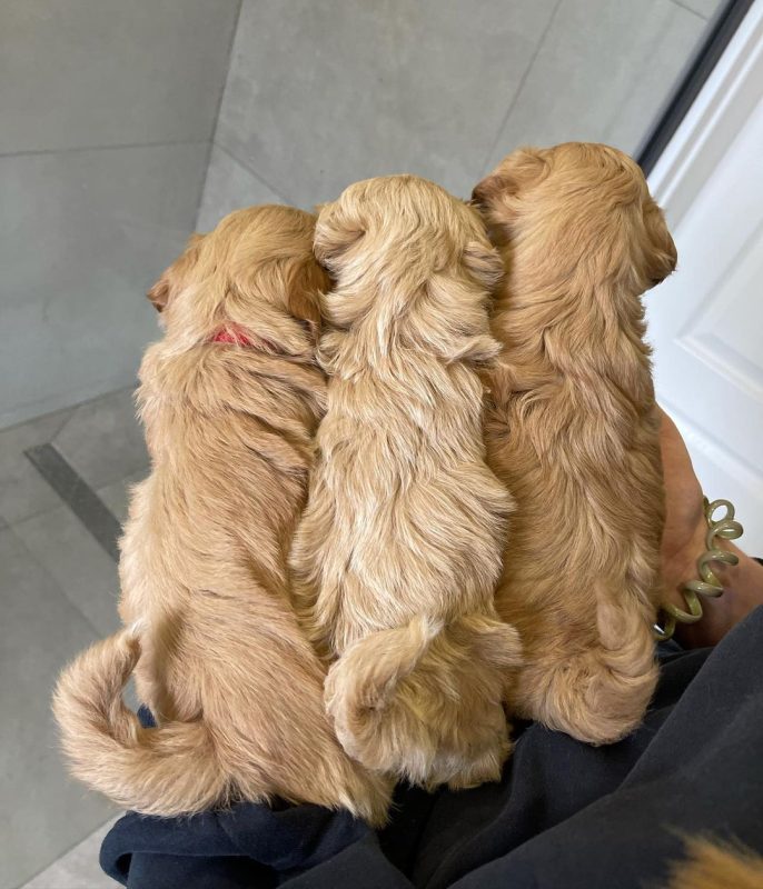 best-maltipoo-breeders-in-usa