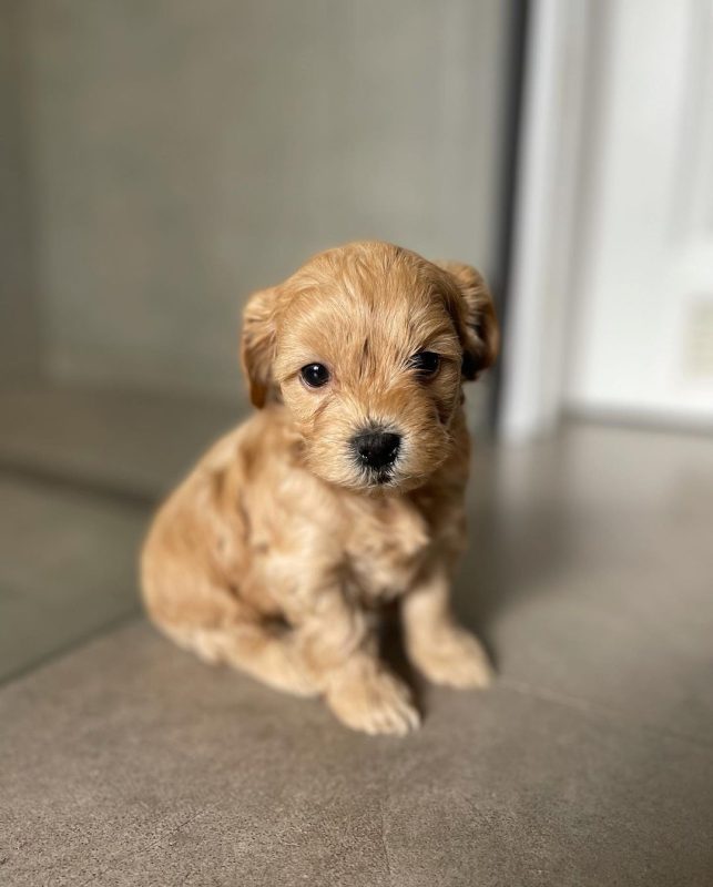 toy-maltipoo-breeders