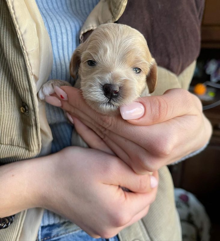 maltipoo-breeders-in-florida