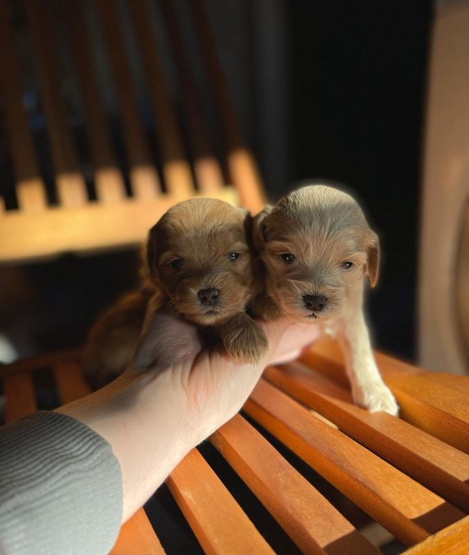 maltipoo-puppy-breeders